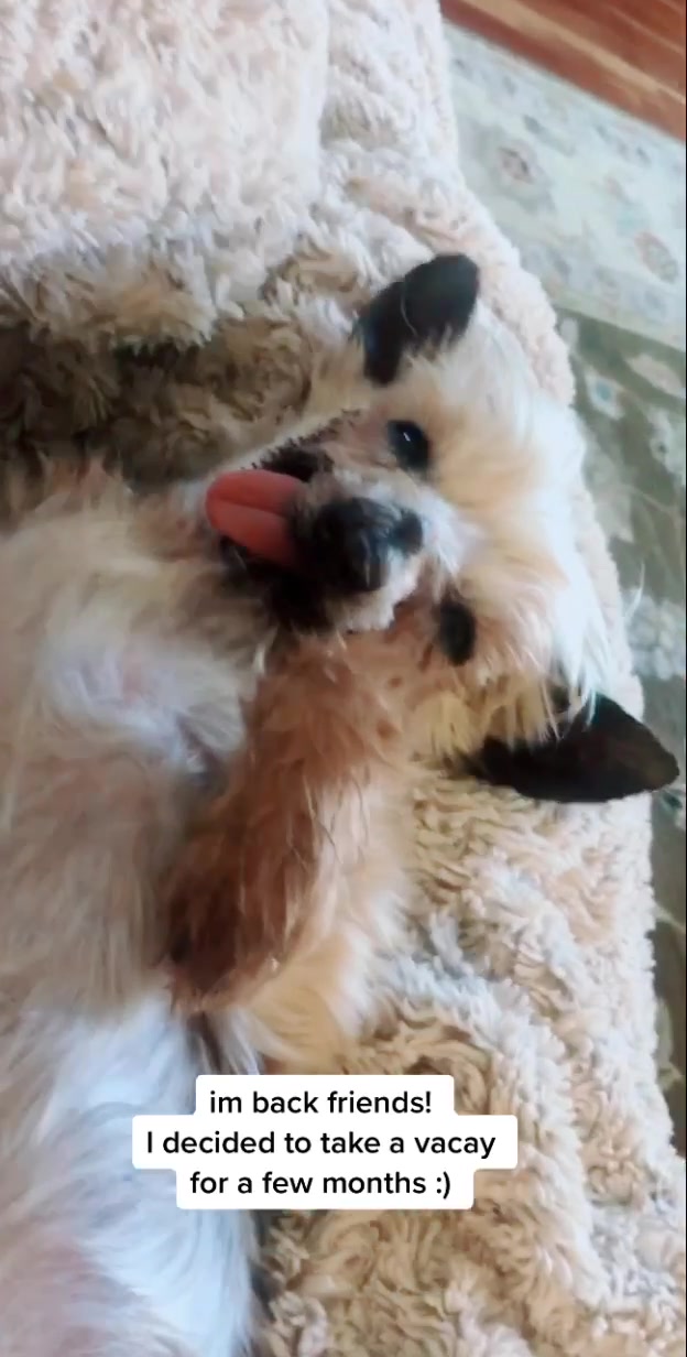 @Harlow the Yorkie