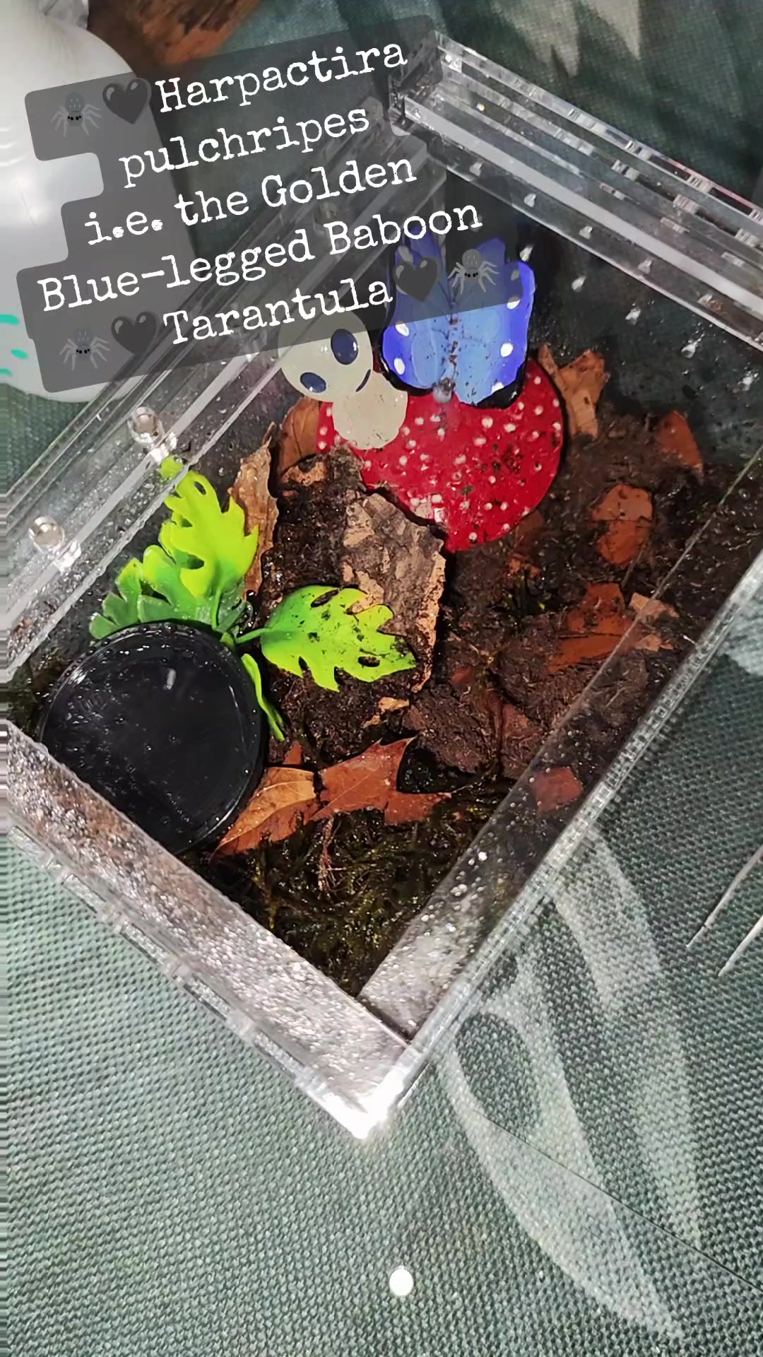 @💀🕷️👻Zaraiya👻🕷️💀