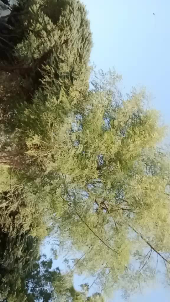 @ARSHADMALIK