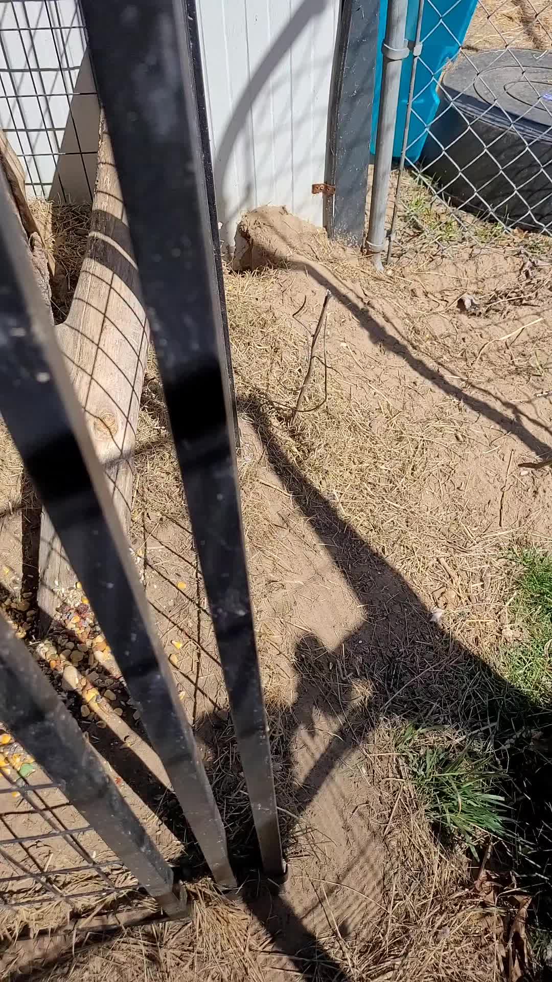 @My Little Exotic Zoo