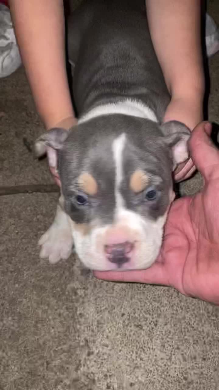 @Grimey Bullys 🐾🦴