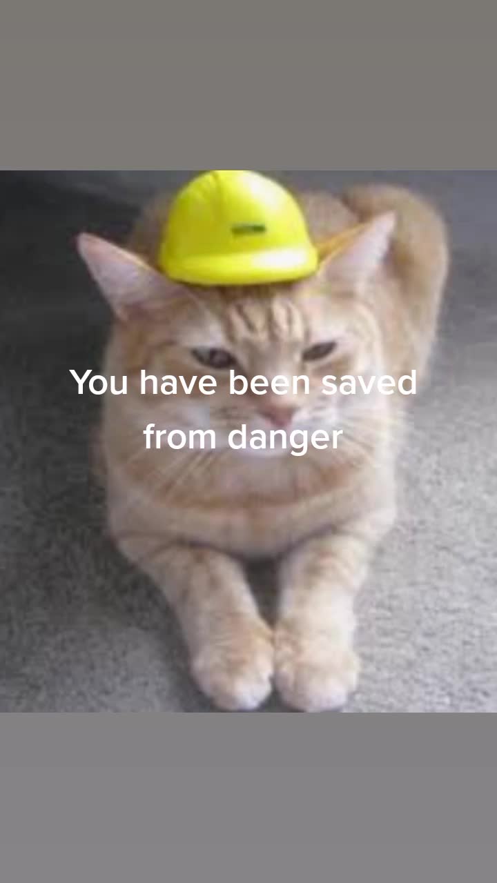 @Safety Cat