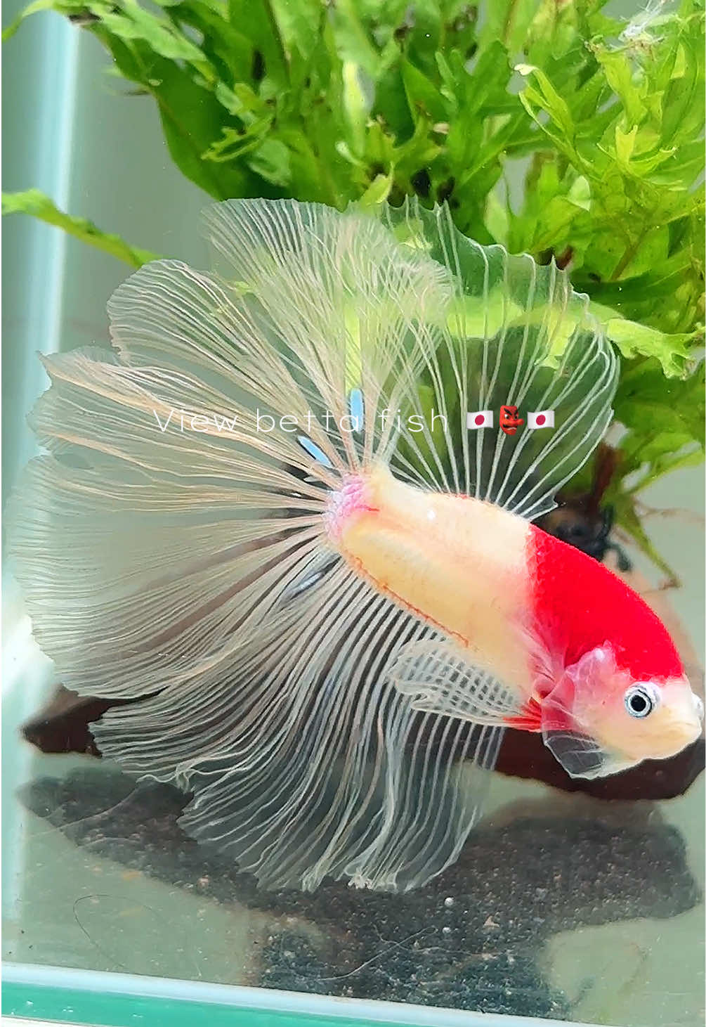 @วิวอยากเลี้ยงปลากัด🐠
