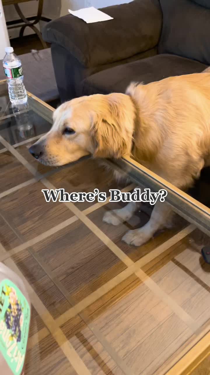 @Buddy the Golden 🦮😎