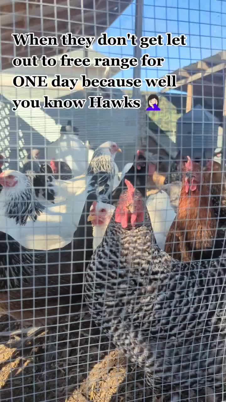 @megz_eggz_chickens