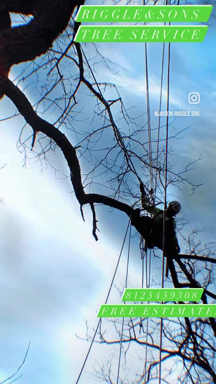 @Treeman45