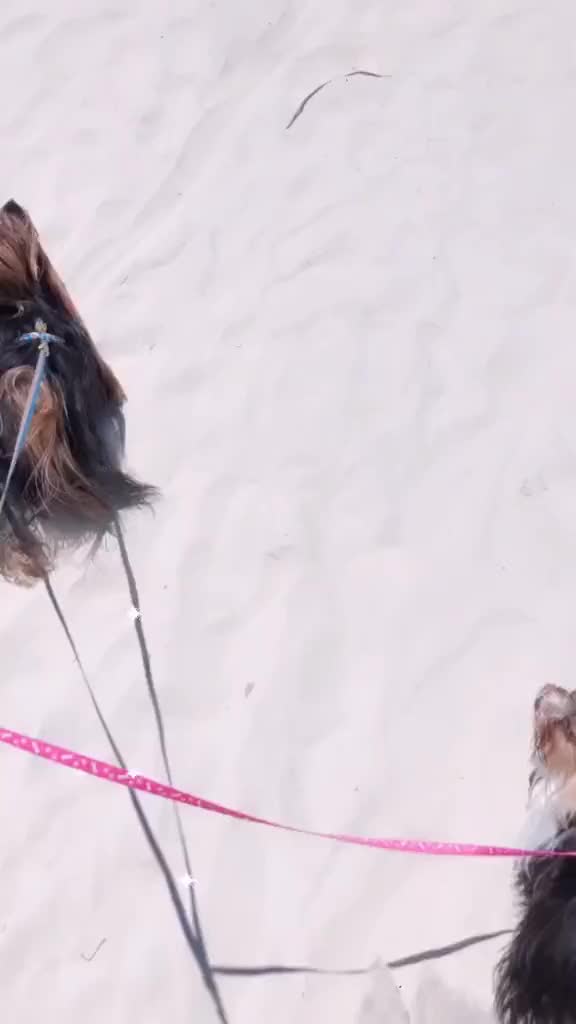 @Biewer Terrier World
