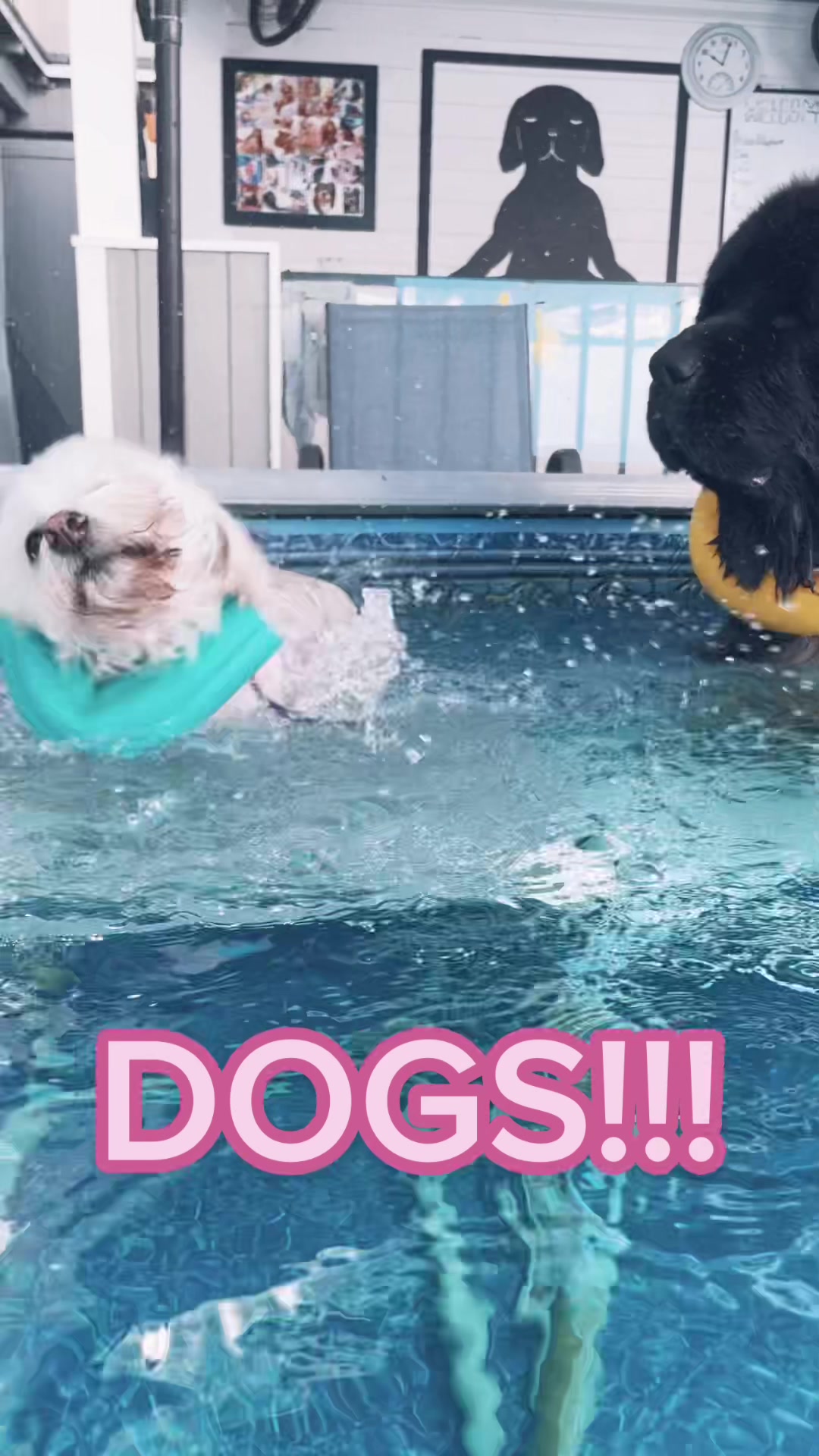 @K9 Massage & Hydrofitness