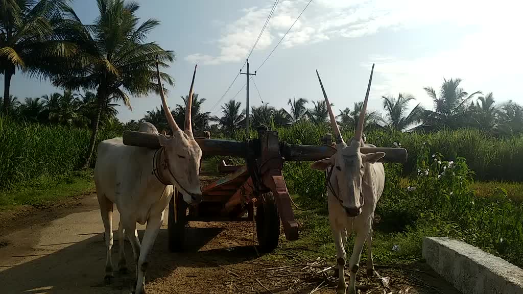 @ಗೌಡ್ರು ಹುಡುಗ ಉದಯ್