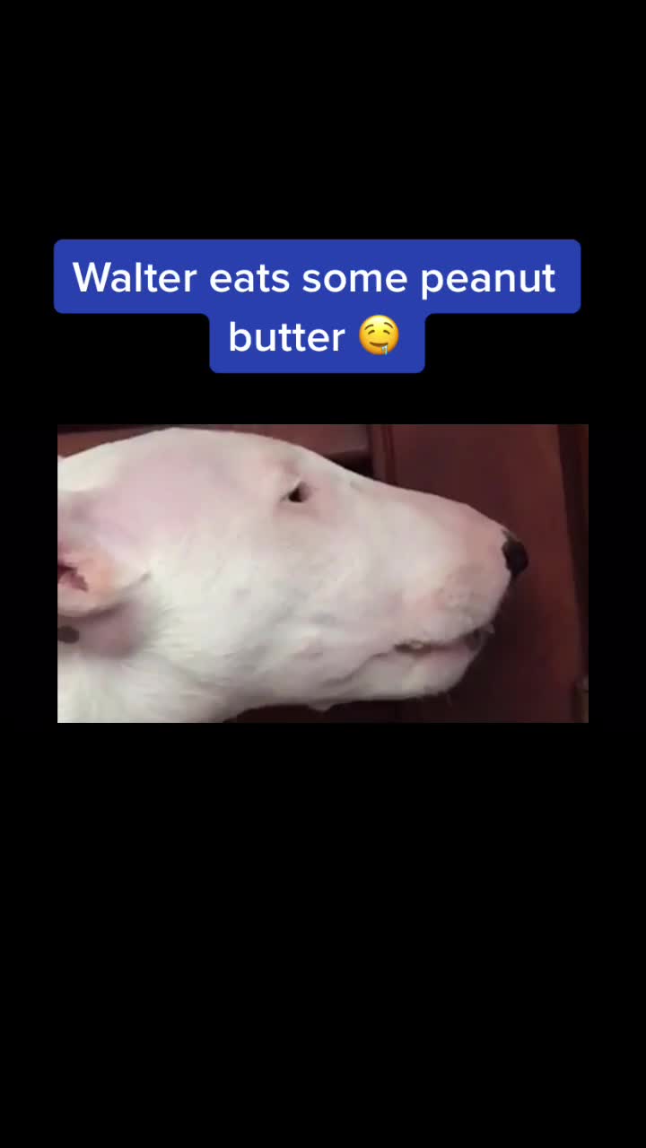 @WalterDog