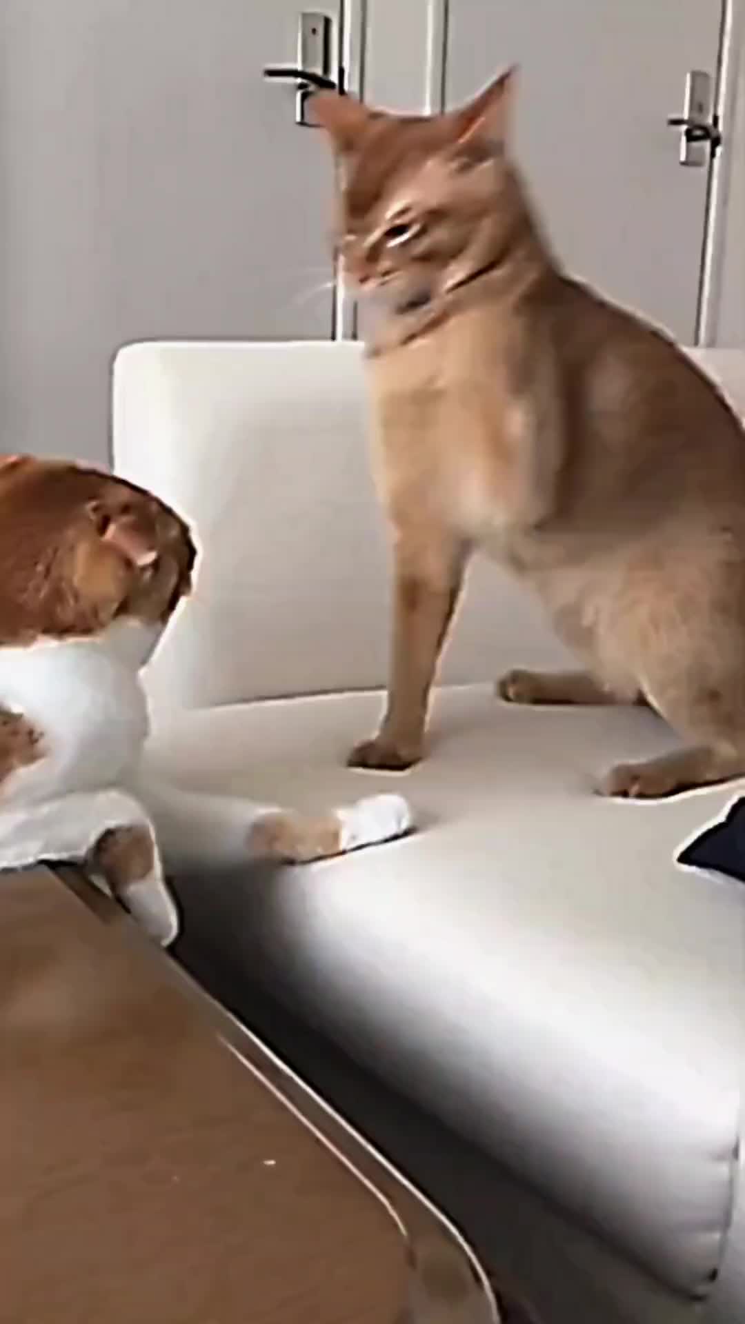 @PET CAT DOG