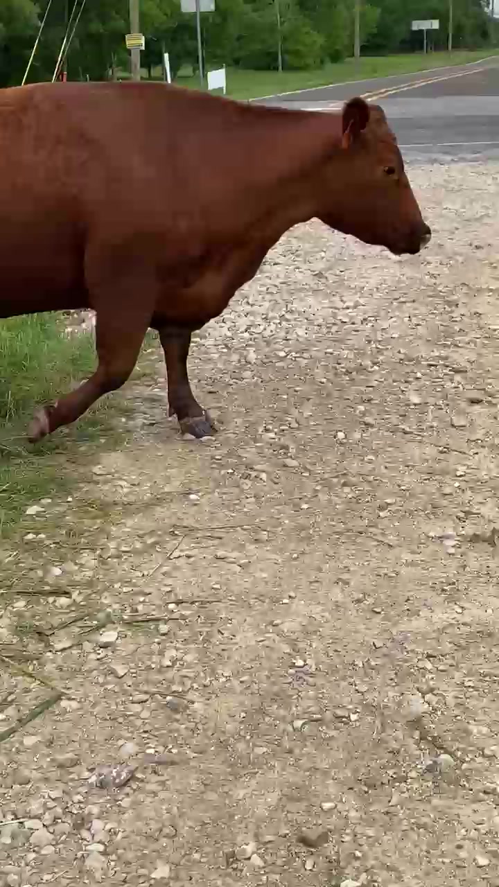 @M5 Red Angus