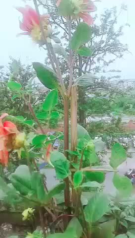 @kajal subba.99