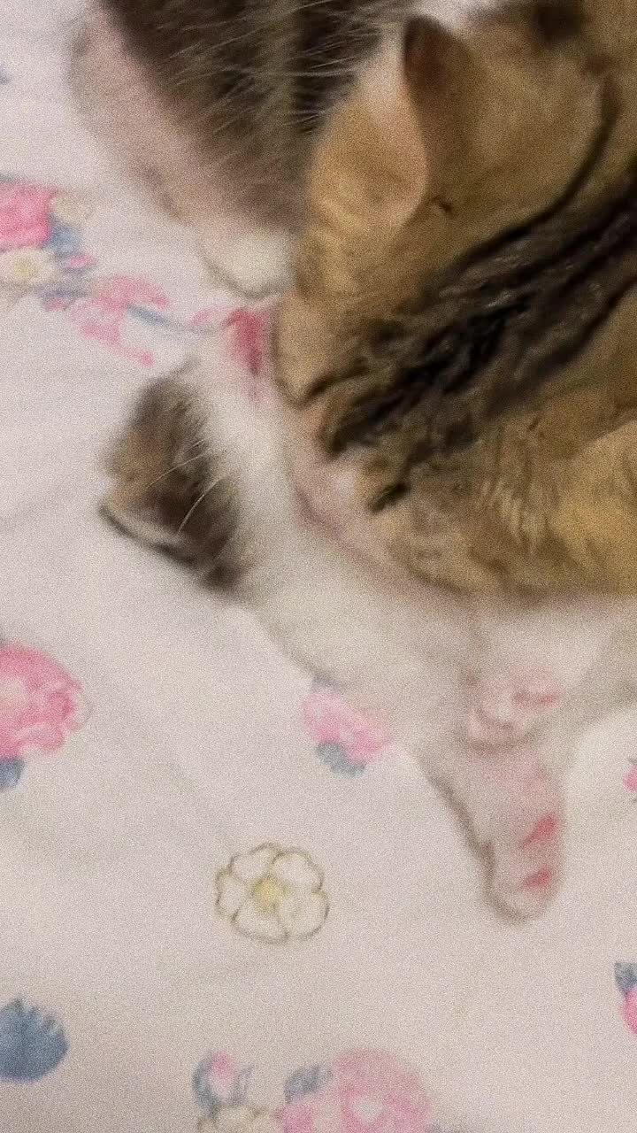 @CutePetEncyclopedia
