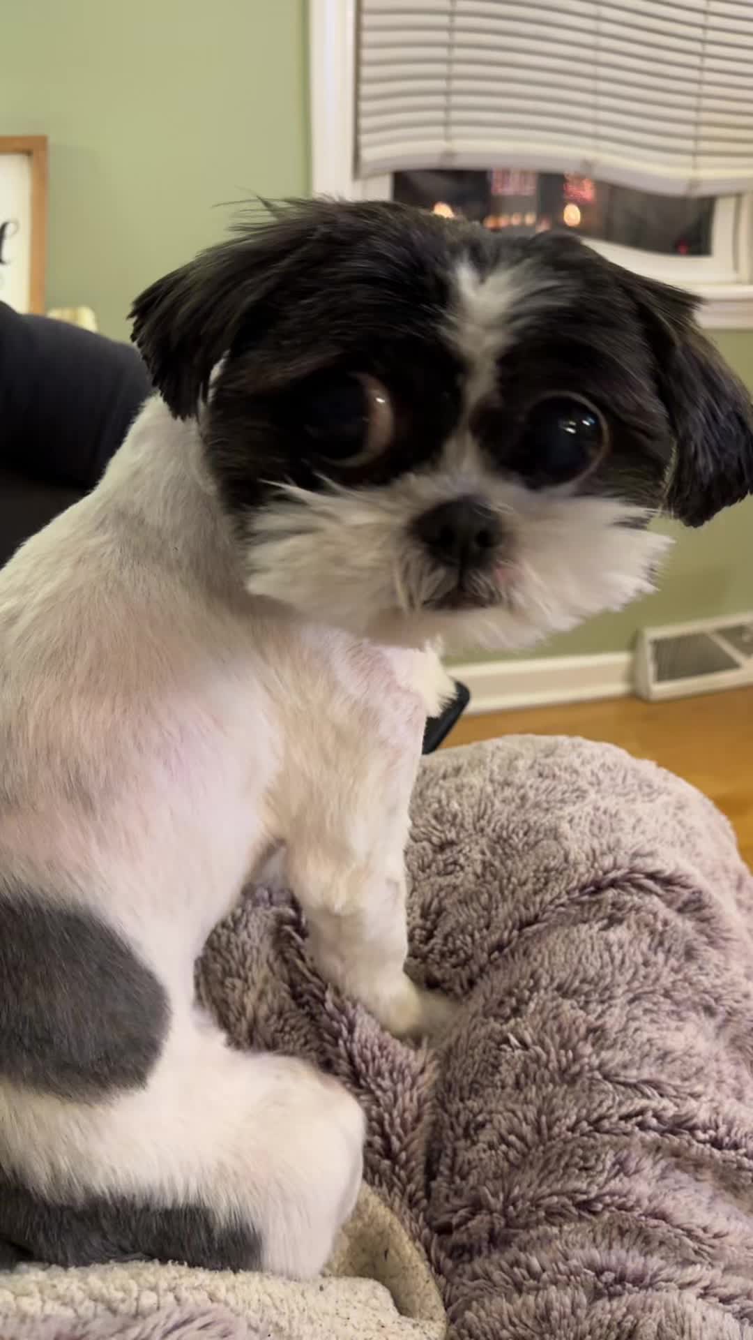 @DerpyDog
