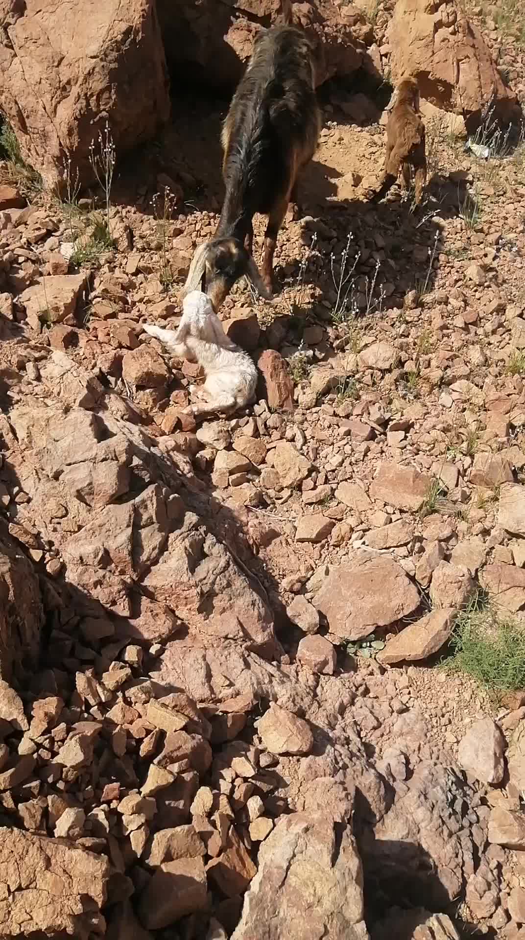@سليمان البلوي