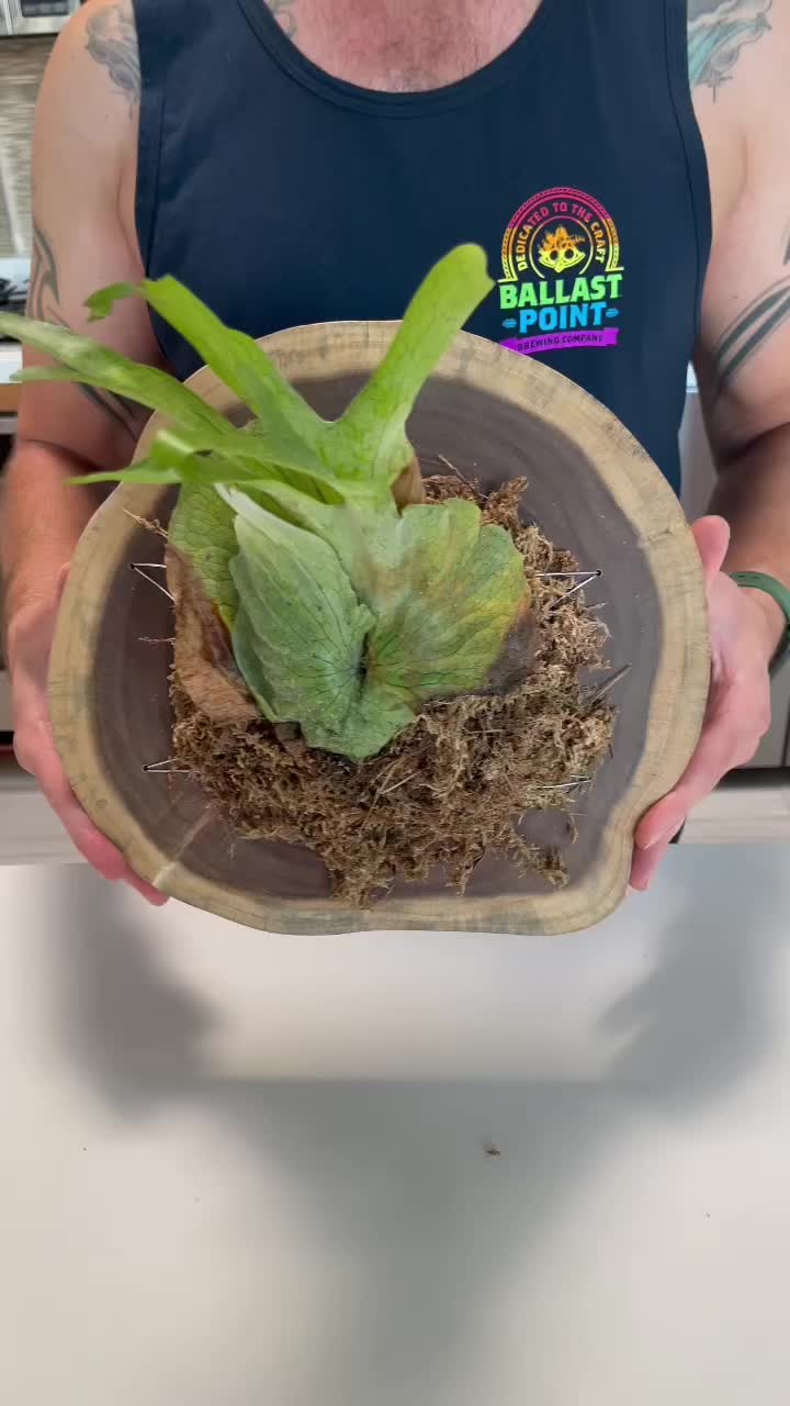 @The_Plant_Blogger