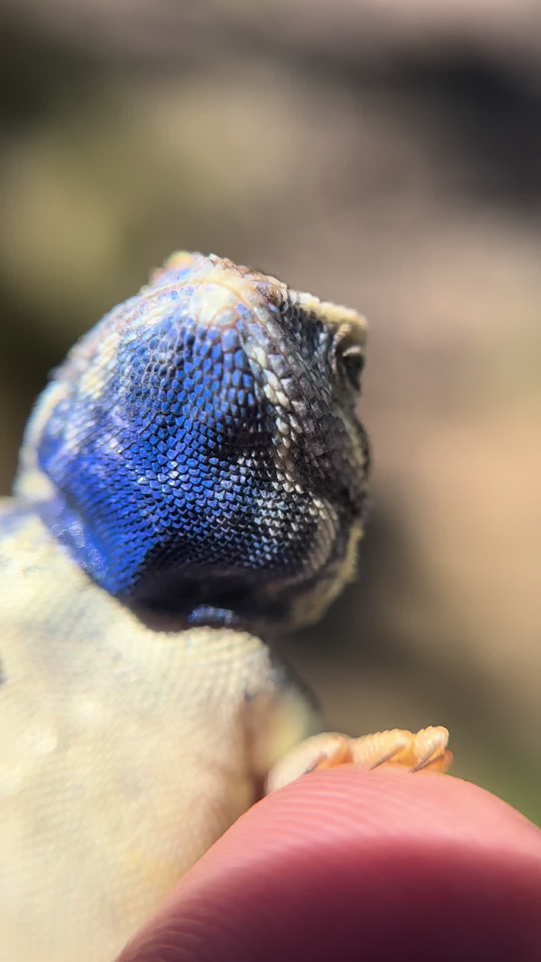 @reptile_garage