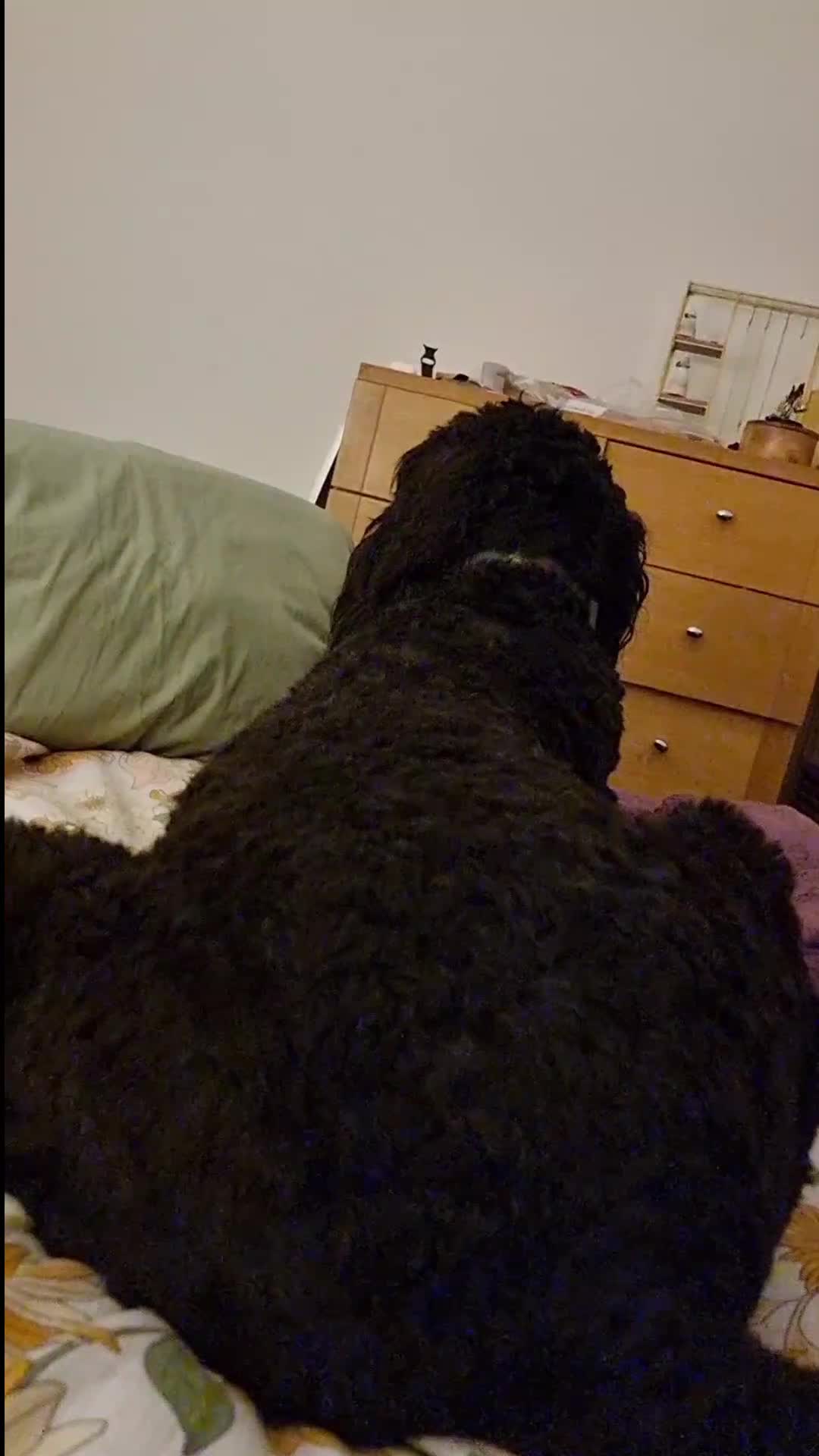 @MontyTheLabradoodle