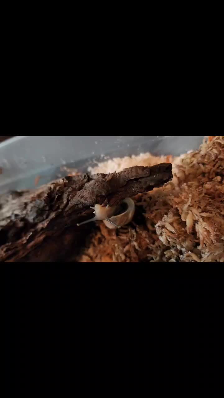 @TheReptileCompanyofWisconsin