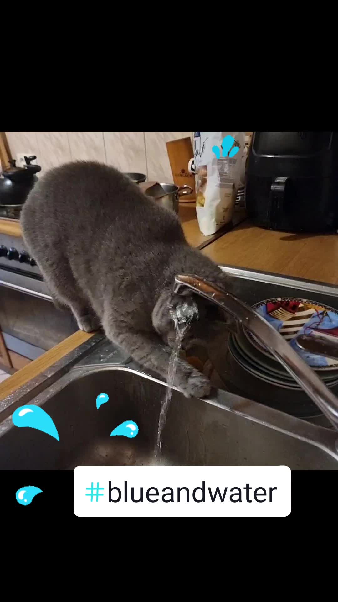 @bluemoonthecat
