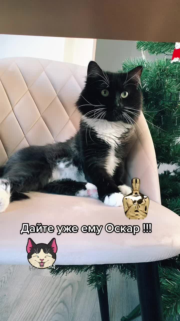 @КОТ МУЖИК 🐾