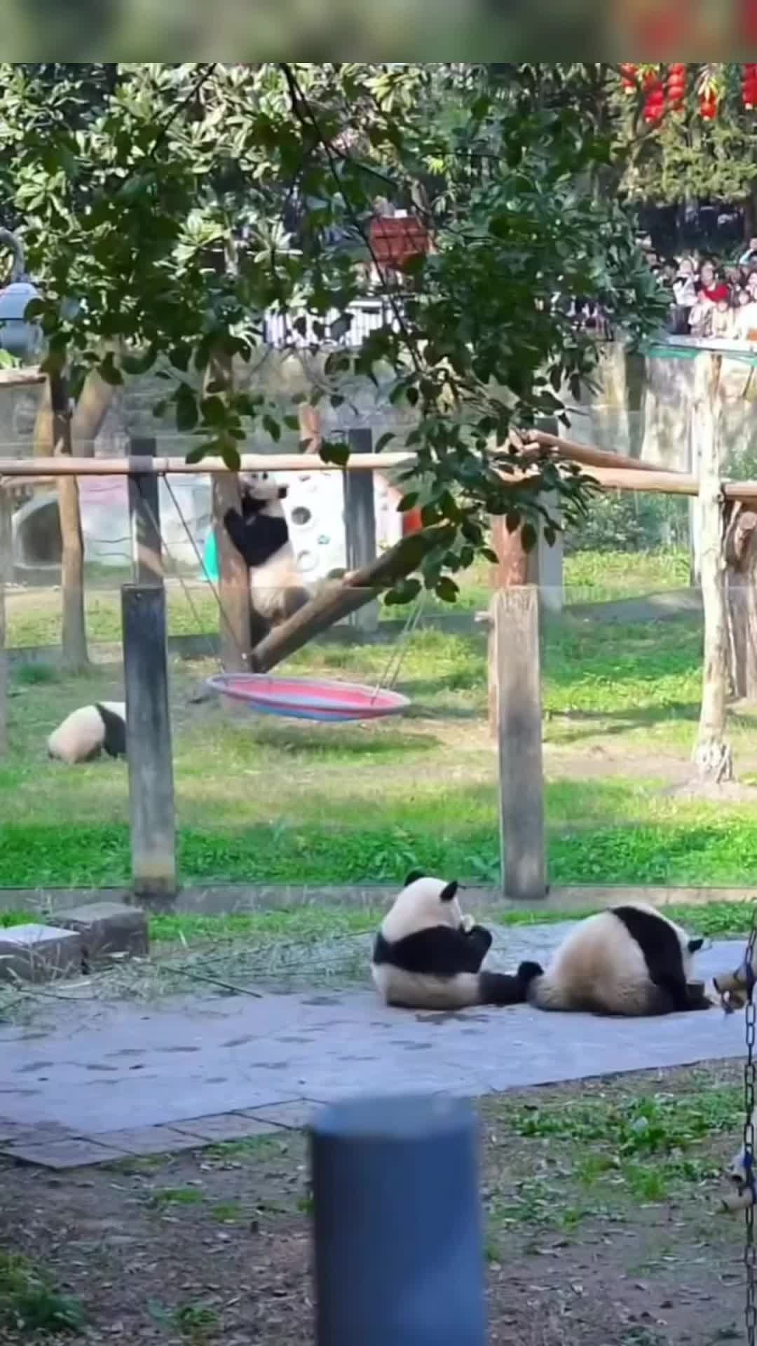 @meowhhcdntb