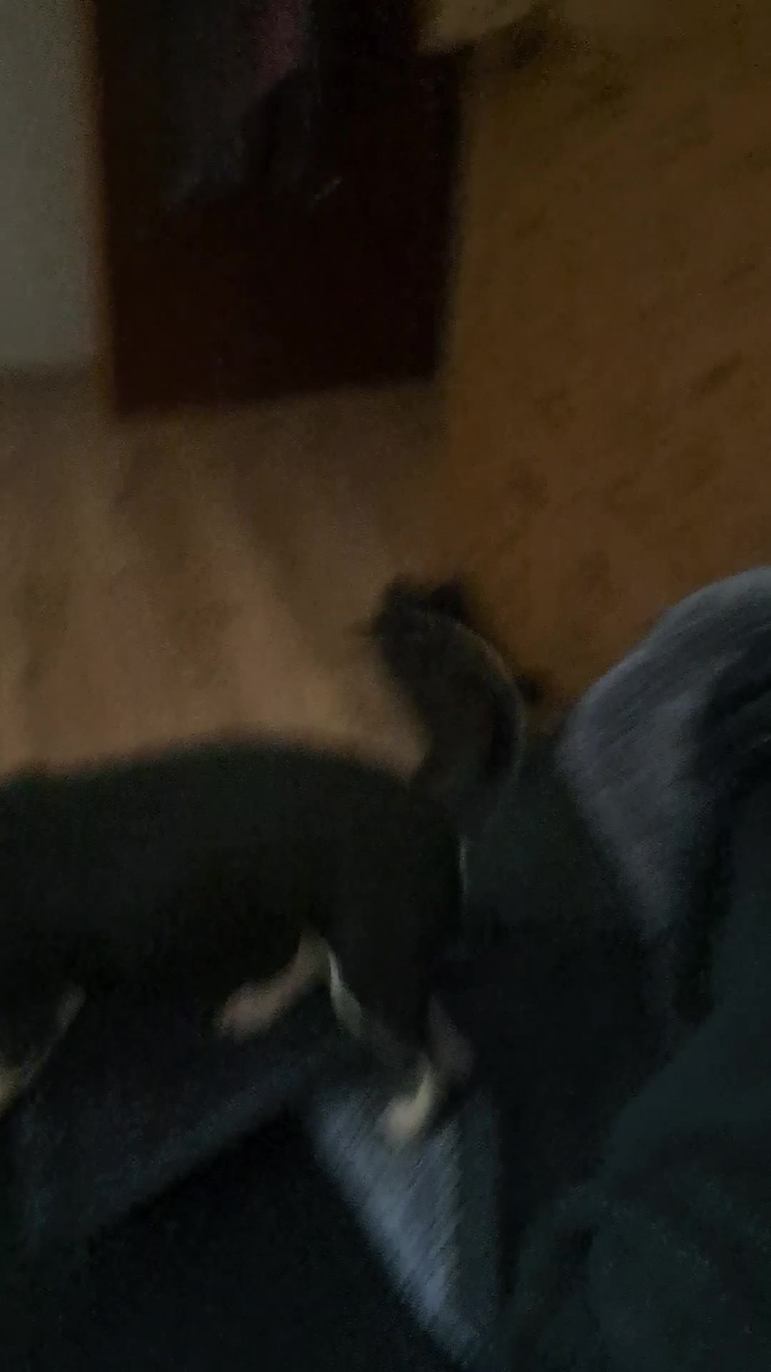 @pepper // pawggersgoth