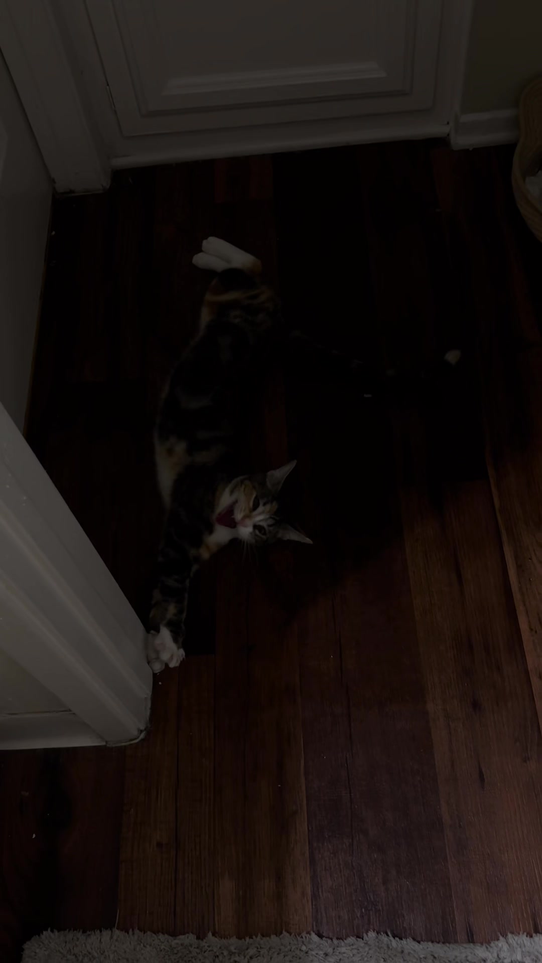 @Cat videos