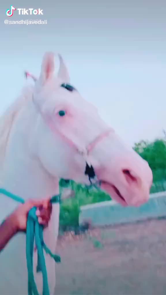 @HajiBhai malthari 🐴