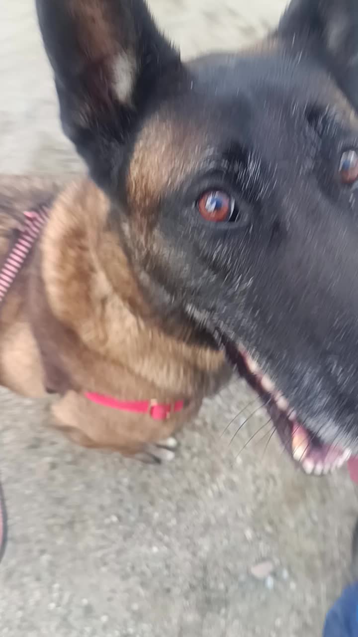 @Rock a Dog