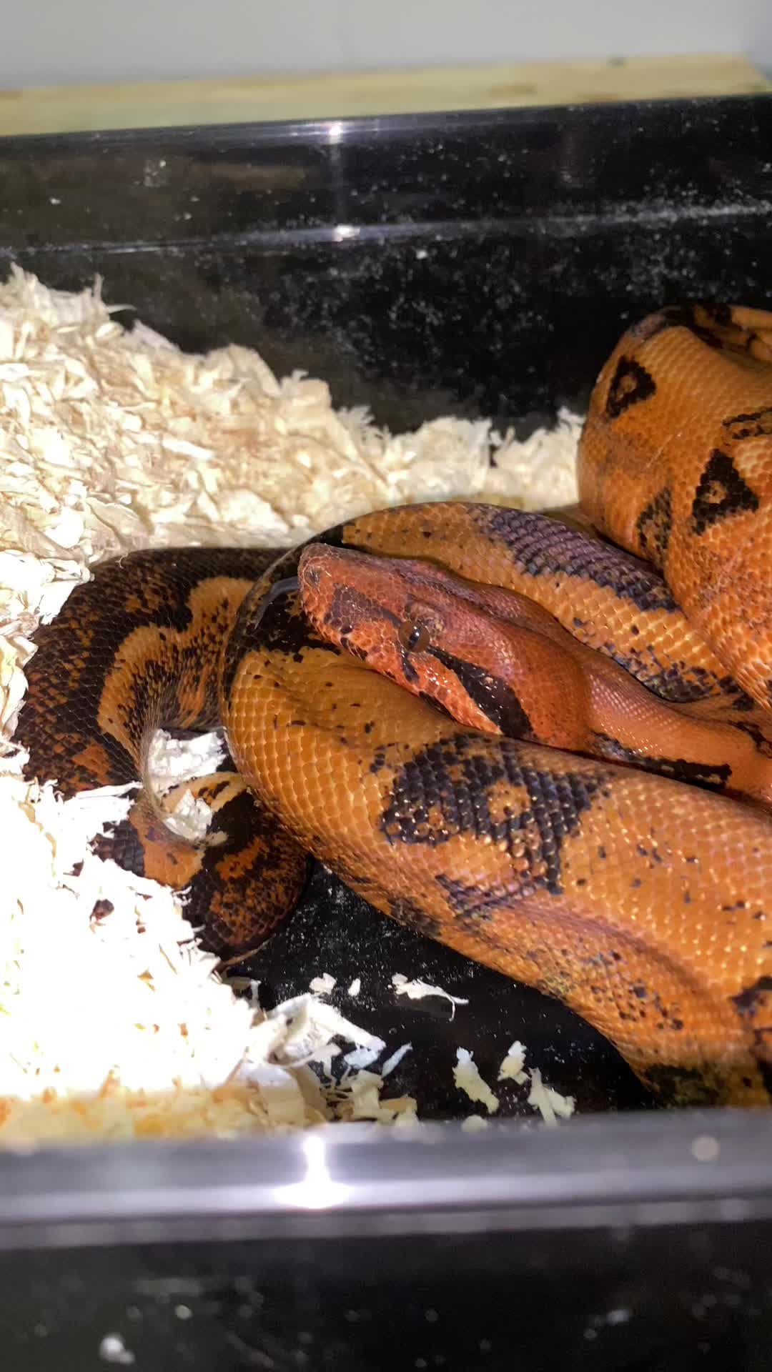 @Snakes_of_Leslie🐍