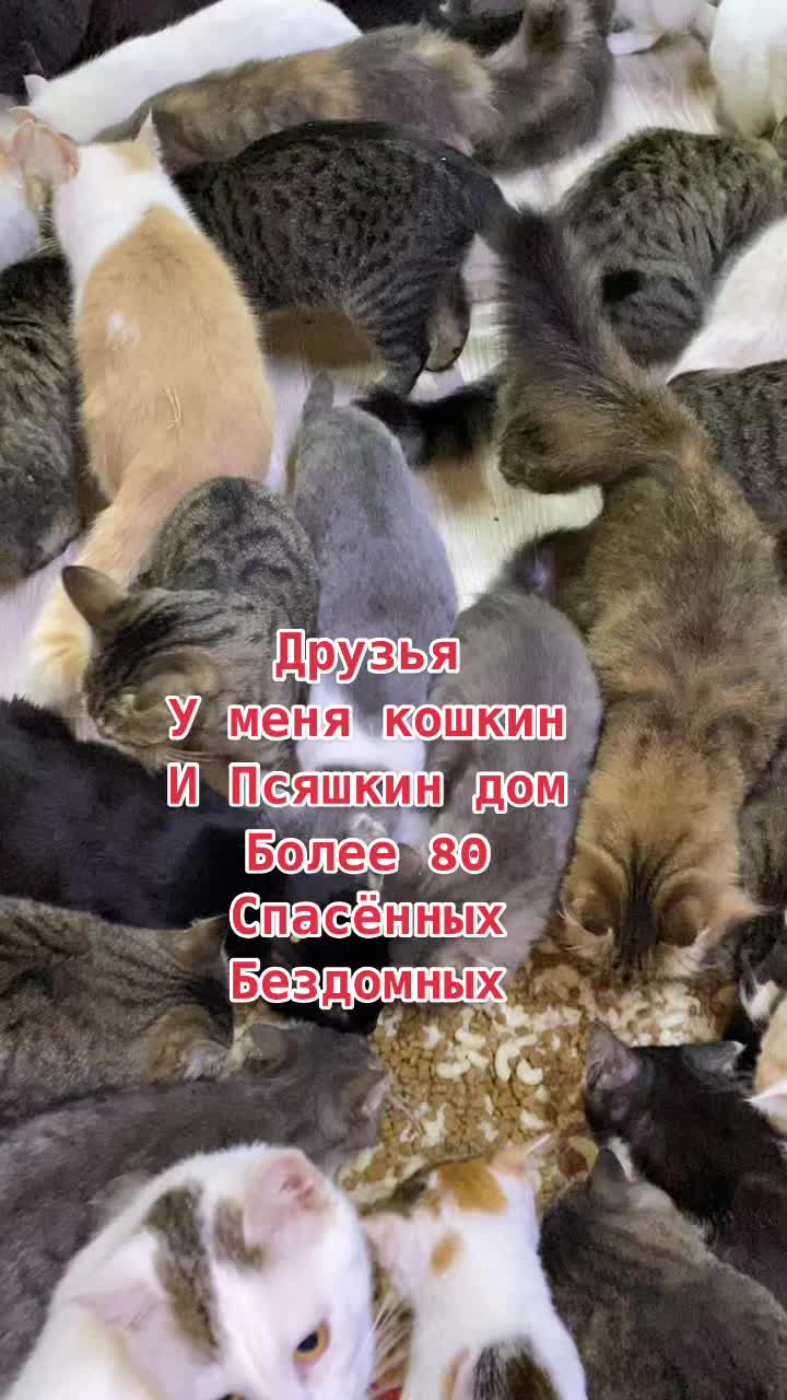 @zoo_cat_dog