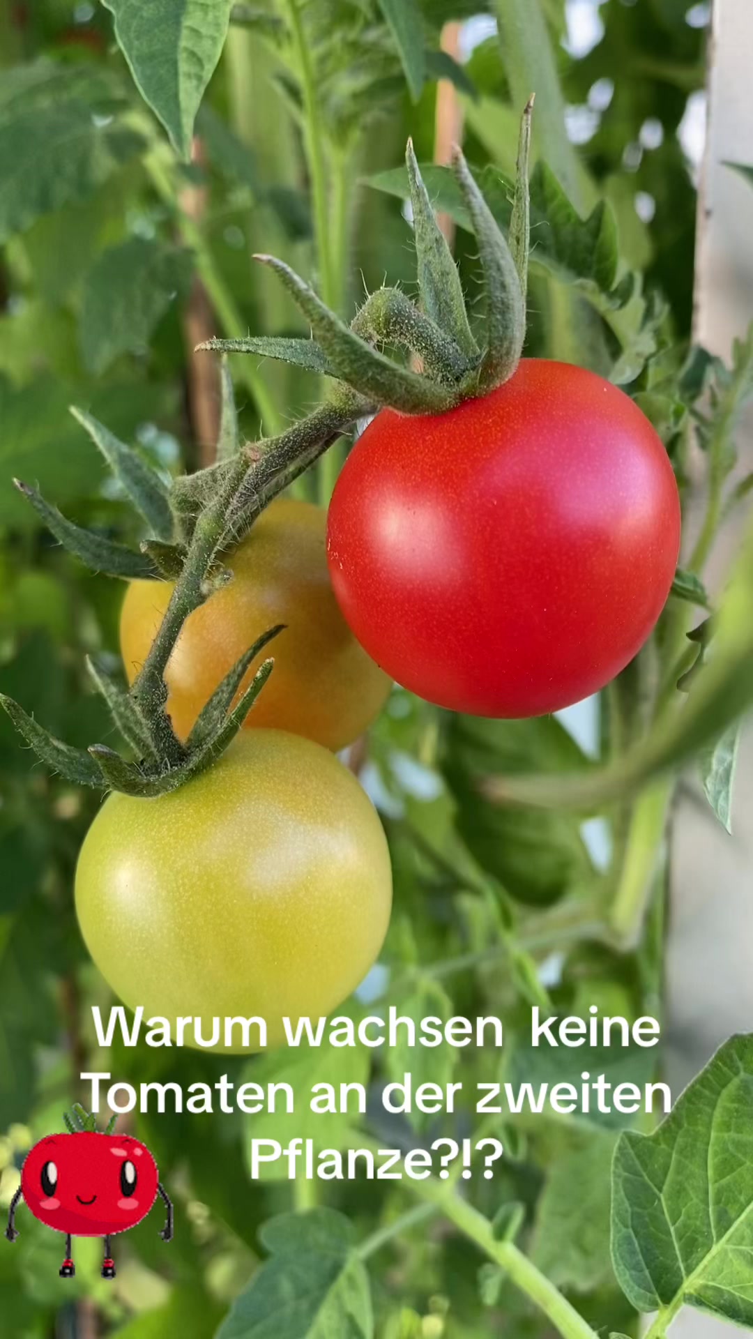 @Wenzel Stoll