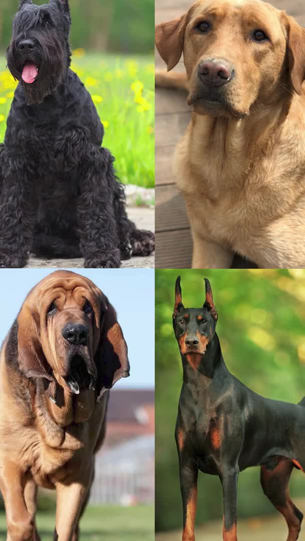 @Dog all Around
