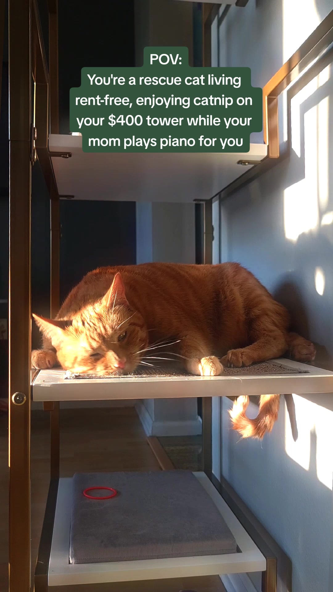 @Leo & Ali the cats 🐈
