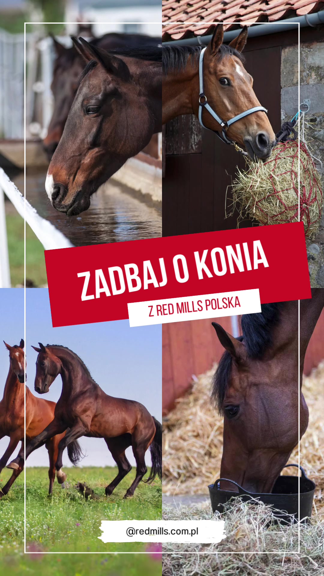 @Red Mills Polska 🐎