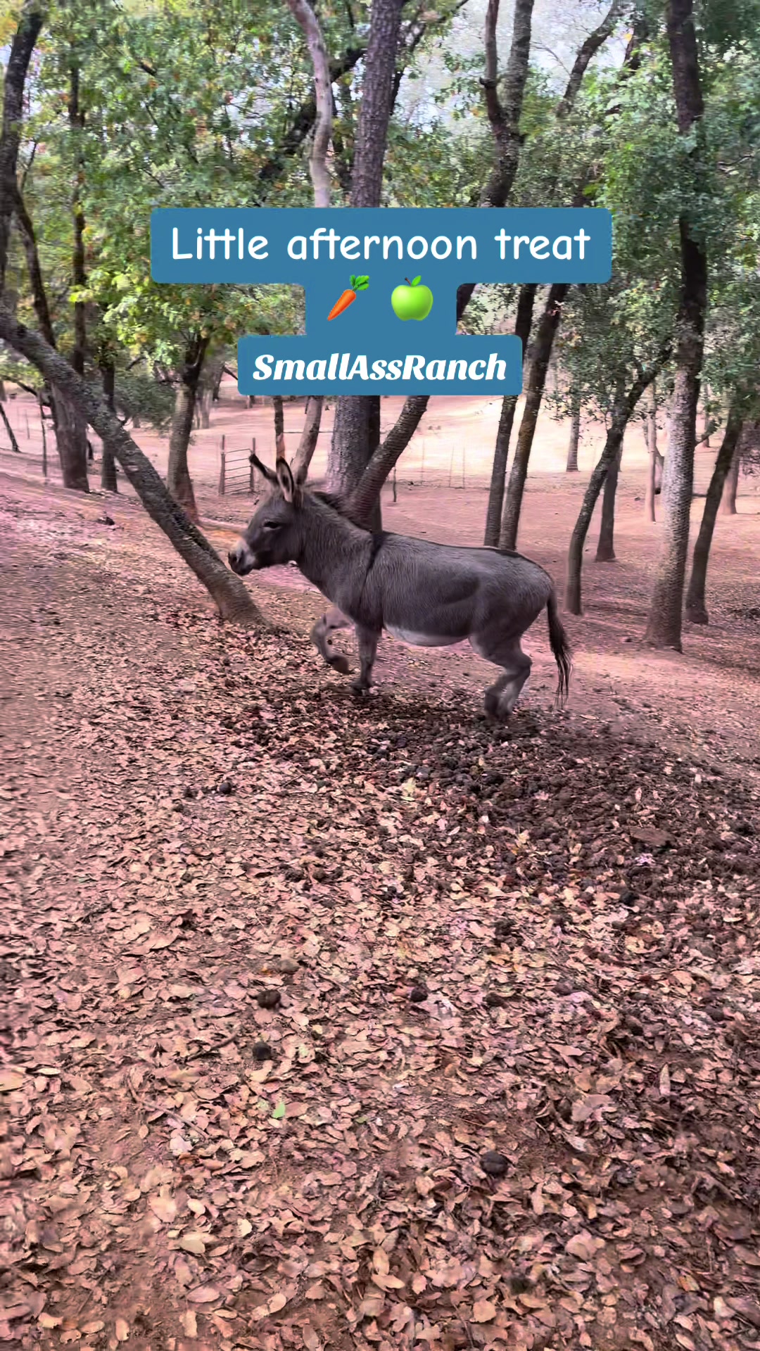 @SmallAssRanch Designs