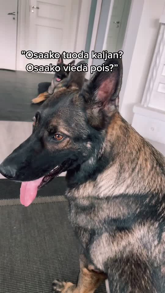 @Jankkux