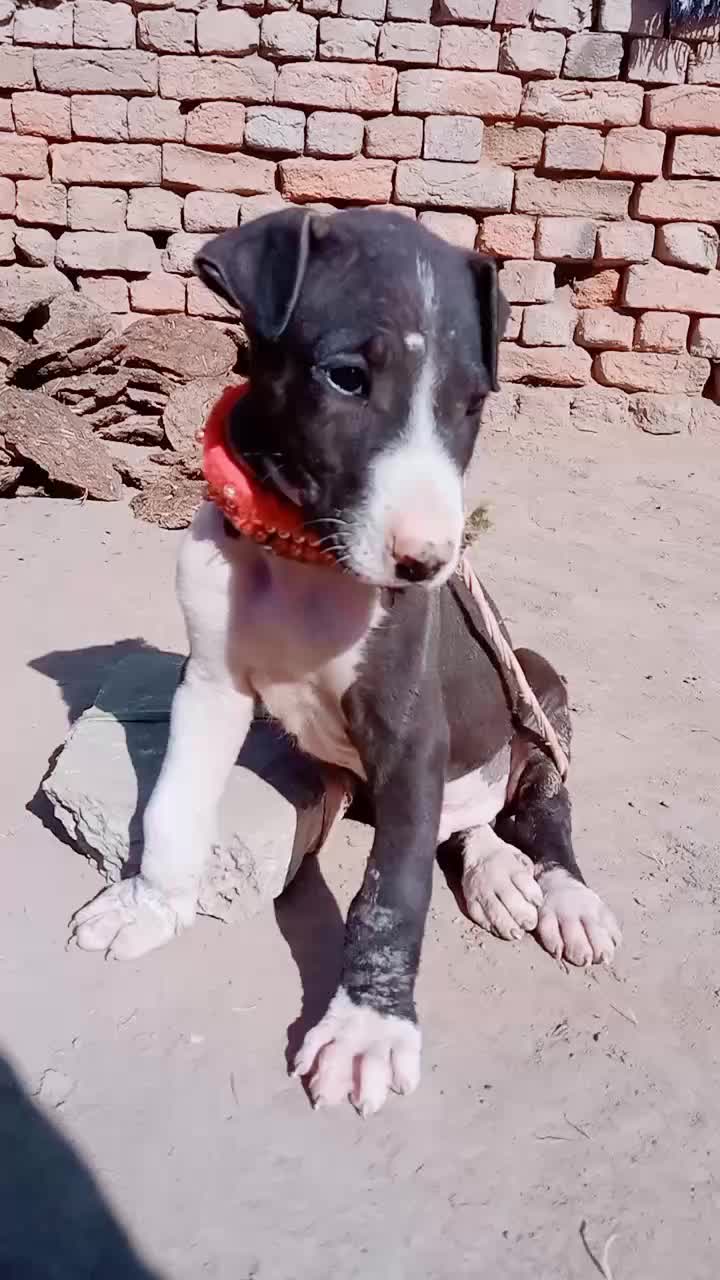 @malikqamarmalik85
