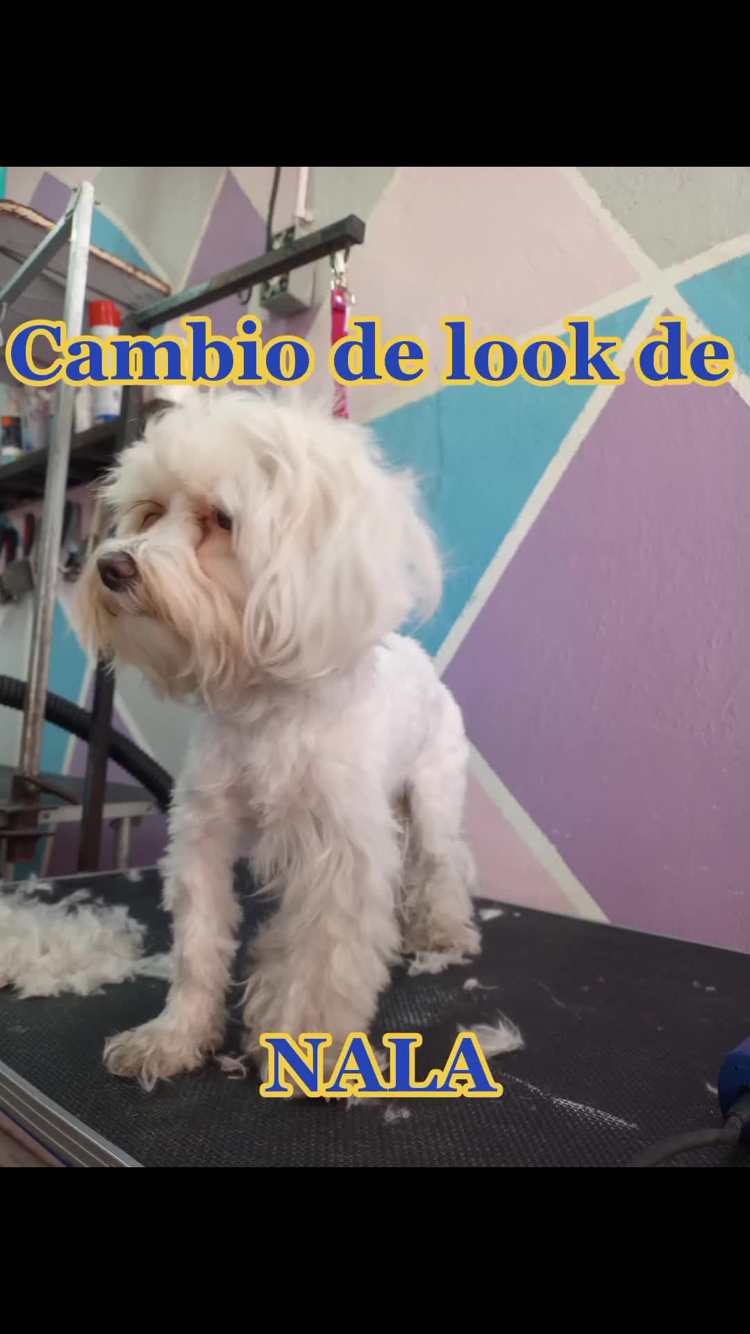 @🐶Consentidogs🐶
