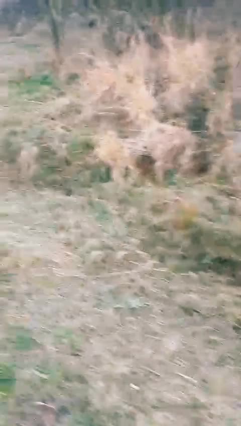 @Jidanu 🌲🐕🐑🌲❤️
