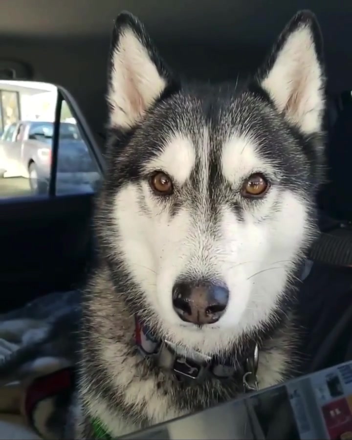 @coloradohuskies