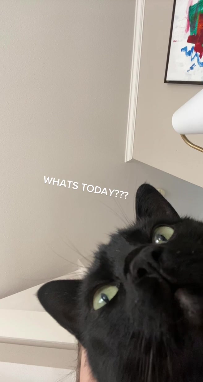 @Mr. Tiny Bagheera