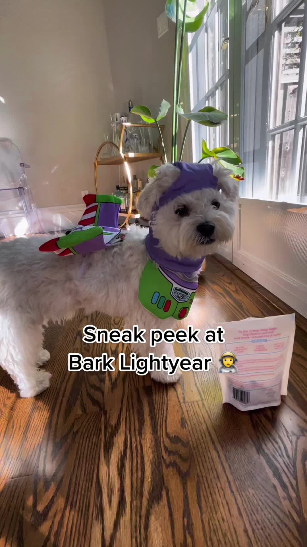 @Cloud the Dog