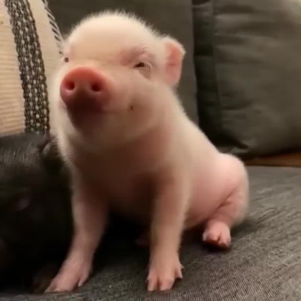 @Animal TV