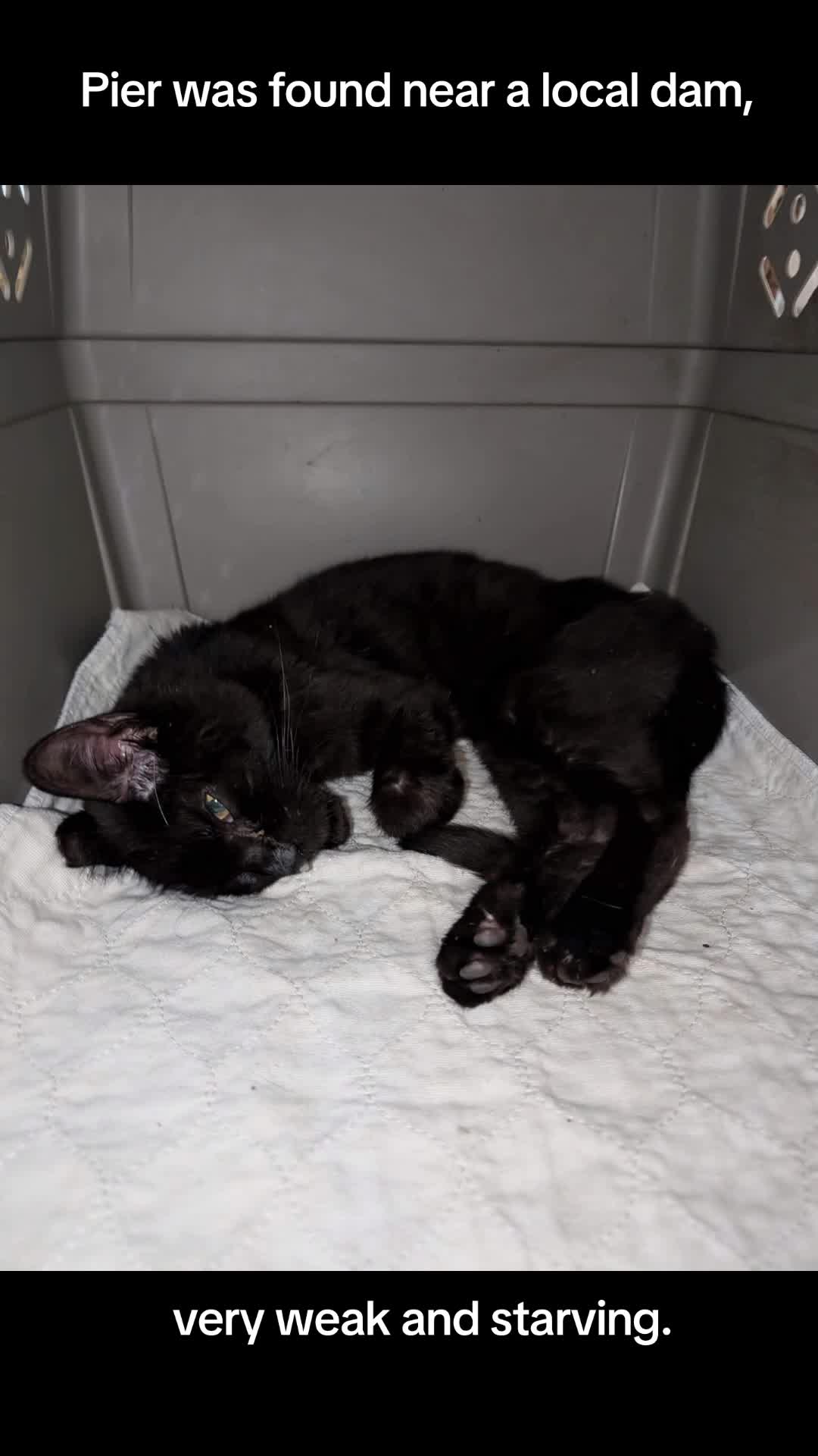 @HopesDreamRescue