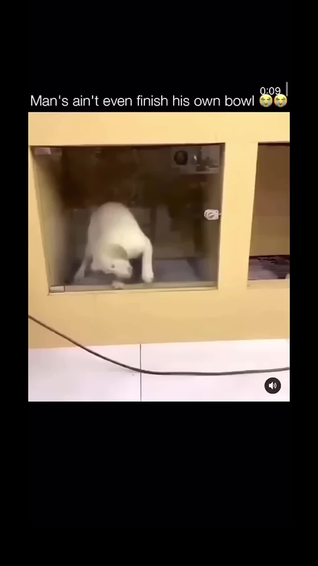 @pawfriends