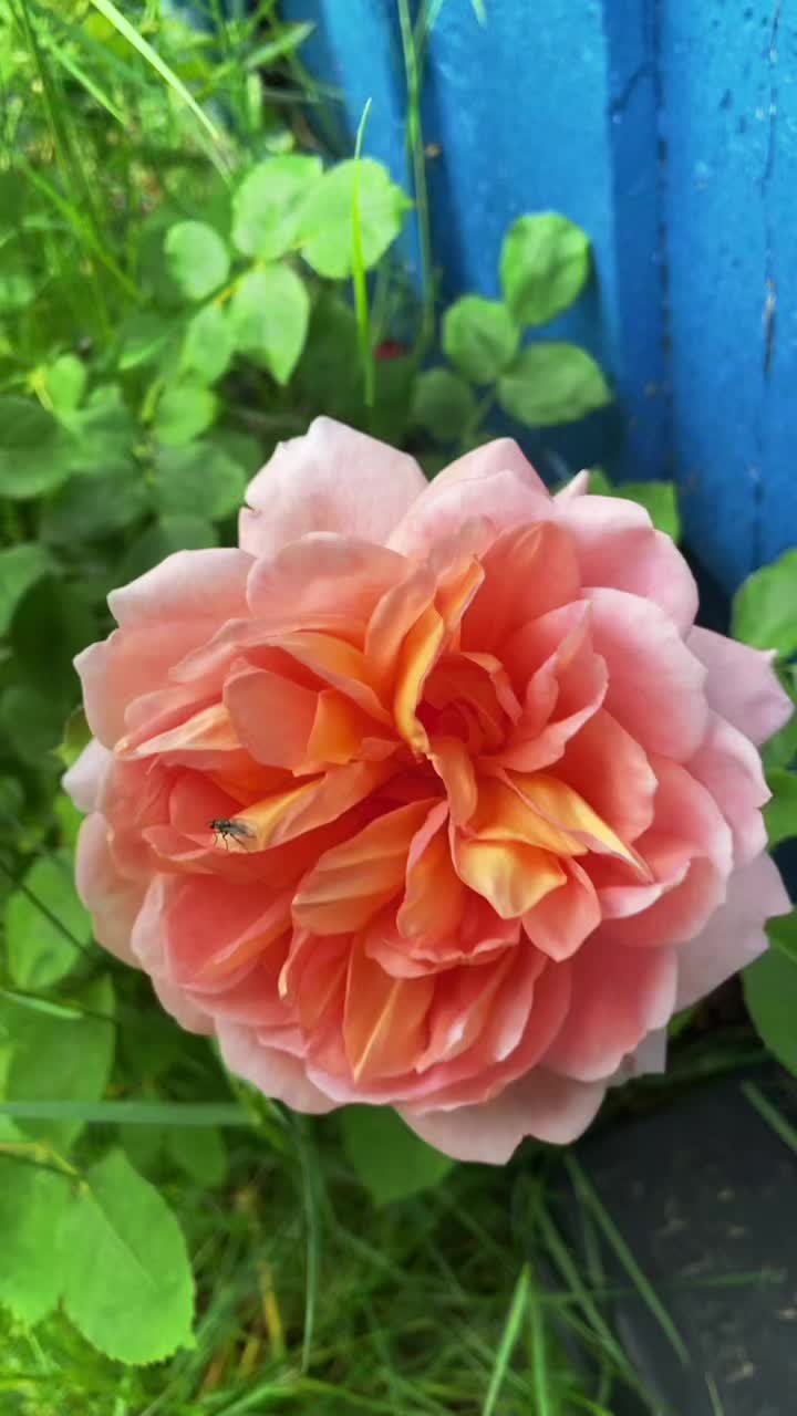 @RoMaKa