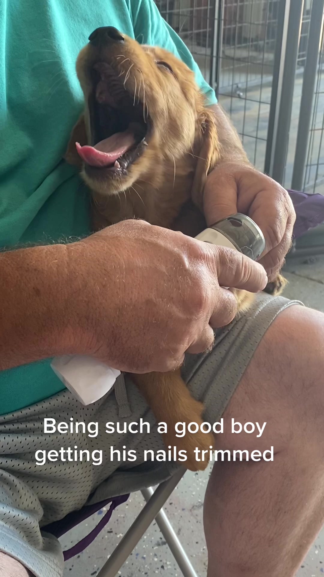 @Family full of goldens